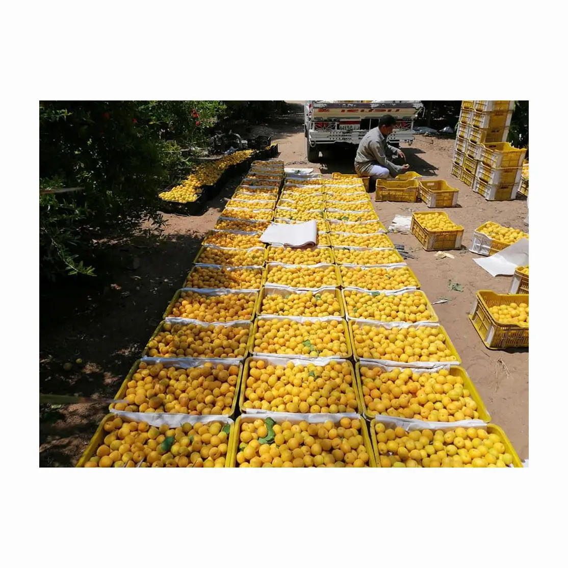 Yellow seedless watermelons ready to export from egypt yellow watermelon Watermelon Bulk Fresh Melon