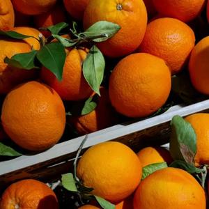 ส้มหวานฉ่ำขายส่งจำนวนมากส้มสดออร์แกนิค - Product Image 3