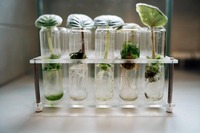 Tubos de Ensayo de Laboratorio de Borosilicato de Alta Claridad, Cristalería Duradera y Segura para Esterilización, para Uso Científico y Médico