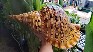 เปลือกหอยสไตล์สัตว์เวียดนามธรรมชาติขนาดใหญ่ตกแต่งทรัมเป็ตแอมโมไนต์หอยทากขนาดใหญ่ขัดเงาเปลือกหอยสำหรับงานฝีมือจำนวนมาก - Product Image 5