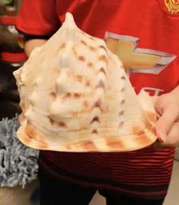 เปลือกหอยธรรมชาติวัสดุแคสซิสคอร์นูต้าเครื่องประดับจากเวียดนามออกแบบมาสำหรับการตกแต่งบ้านที่หรูหราและโครงการงานฝีมือ - Product Image 4