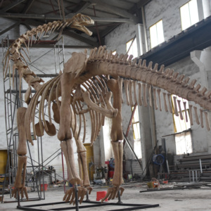 Nhà máy trực tiếp sống động như thật khủng long Bộ Xương Brachiosaurus hóa thạch cho công viên chủ đề thu hút dinosky - Product Image 4