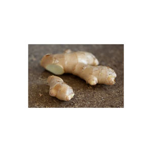 Jengibre para hacer tónico de jengibre a base de hierbas curativas - Product Image 2