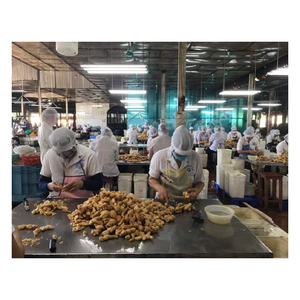 Venta al por mayor de productos de jengibre fresco en rodajas de primera calidad, piezas de semillas de madera seca para alimentos, bebidas, almacenamiento congelado aplicado en la agricultura - Product Image 3