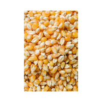 Maïs jaune glutineux séché de qualité supérieure, non OGM, du Brésil, avec service OEM/ODM, marque personnalisée pour l'exportation et les acheteurs mondiaux