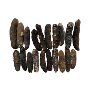 Concombre de mer séché style frais prêt pour l'exportation - Product Image 4