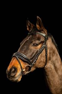 Brida de caballo de cuero genuino colorido de lujo en la India Brida de caballo de cuero genuino multicolor caliente tamaño completo - Product Image 5