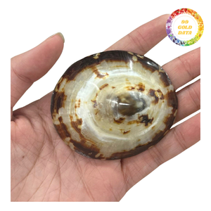 Conchas de limpias brillantes - Colores naturales para diseños creativos y uso decorativo - Product Image 6