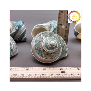 Produit naturel de haute qualité à coque turbo verte tropicale pour la décoration écologique de style domestique et la revente en grande quantité - Product Image 6