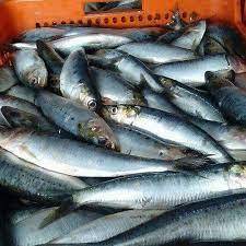 großhandel frisch gefrierter Fisch Makrele gefrierter ganzer Makrele Preise gefrieren Pazifik gefrierter Pferde-Makrele Fisch - Product Image 4