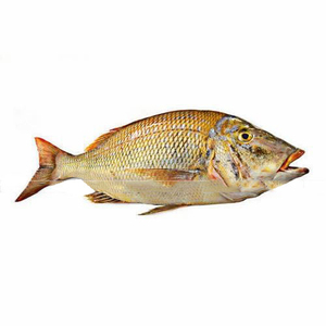 ปลากะพงแดงแช่แข็งอาหารทะเลสดใหม่เป็นที่ต้องการของโลก - Product Image 6