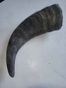 ฮอร์นควายธรรมชาติสำหรับทำกระดุมเสื้อผ้างานฝีมือธรรมชาติ - Product Image 4