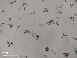 Papel de pétalos de rosas hechas a mano, pétalos de flores reales en hoja de tamaño de 56x76 cm - Product Image 6