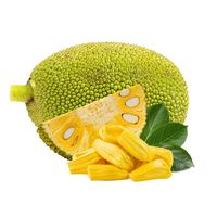Hoge Kwaliteit Vietnam Verse Jackfruit Voor Export En Groothandel Met De Beste Prijs