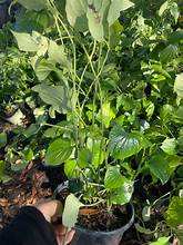 FROZEN PIPER LOTLOT LEAF HERBAL GOODNESS CLEAN LABEL VEGAN PLANTE À BASE DE PURE DETOX IMMUNE DEFENSE - Product Image 2