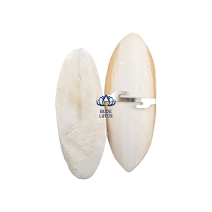 Os de seiche sec de meilleure qualité Os de seiche 100% Os de seiche naturel du Vietnam - Product Image 1