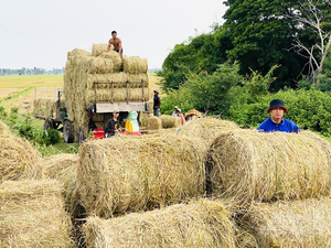 100% paille de riz naturelle paille de blé bon prix meilleure qualité matériel d'alimentation pour animaux du Vietnam en gros - Product Image 2