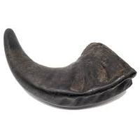 Corne de buffle d'Assam 100% naturelle et biologique, forme naturelle, noire, souvenir nautique européen, taille personnalisée, artisanat, export Inde