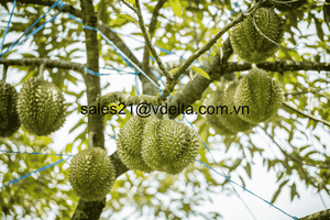 High Quality Frozen Durian Monthong Ri6 - Natural Sweet Taste, Clean Processed, <b>Ready</b>-<b>to</b>-<b>Eat</b>, Bulk Supply/ Ms. Lima - Product Image 2