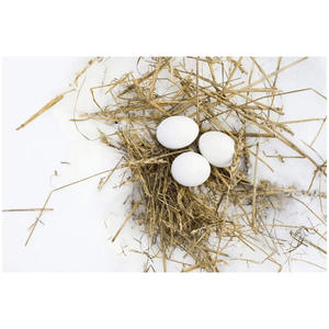 Huevos de Gallina Frescos de Granja / Proveedor de Huevos de Gallina Frescos, Ricos en Proteínas, Huevos de Mesa Frescos Blancos de Granja - Product Image 5