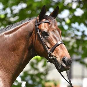 Brida snaffle - Product Image 2