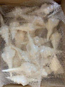 Concha de origen de Vietnam, concha marina, husillo Natural, concha de mar, tema del océano, acento para el hogar, suministro al por mayor - Product Image 3