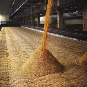 Cebada sin cáscara, grano entero, natural, orgánica, fresca de granja, calidad premium, ingrediente para cocinar - Product Image 5