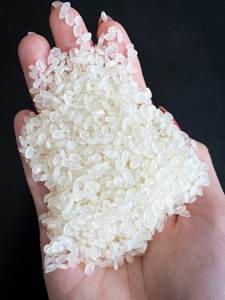 Riz Camolino Premium Calrose moyen Arroz du Vietnam Emballé 25kg 50kg Riz Riso Meilleure vente 2024 - ANNA DO VILACONIC - Product Image 3