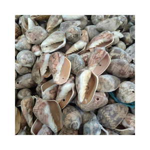 Cymbiola Nobilis Caracol Seashell Adorno artesanal natural hecho a mano para casas costeras y decoración ecológica - Product Image 1