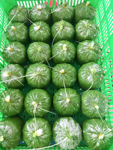 Meilleure vente de feuilles de patate douce congelées d'un fournisseur vietnamien digne de confiance des acheteurs mondiaux - Product Image 2