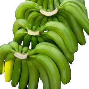 Prix de gros Banane Cavendish verte biologique récoltée d'Équateur de haute qualité au prix d'usine