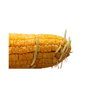 Granos de maíz amarillo de alta calidad prémium, maíz de alimentación para animales de CA;9, no glutinoso, 50Kg, seco, 1 Cm AD