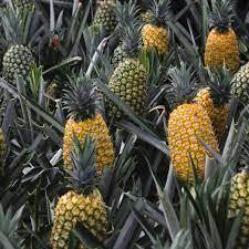 100% Agricultura natural Piña fresca en piña fresca Precio al por mayor Exportación fresca - Product Image 5