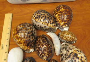 Coquillages de cauri tigre décoratifs pour l'aquarium Ornement à domicile et projets d'artisanat de bricolage fabriqués au Vietnam - Product Image 4