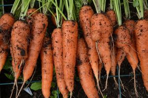 Vietnam Sweet <b>Fresh</b> Carrot Exporter Premium Quality High Vitamin Organic <b>Vegetable</b> for Global Market - Product Image 3