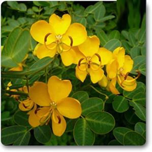 ใบเซนนาคุณภาพส่งออกสำหรับผลิตภัณฑ์เสริมอาหาร อาหารฟังก์ชันนอล ชา และการใช้งานทางเครื่องสำอาง มีจำหน่ายในราคาโรงงานจากอินเดีย - Product Image 2