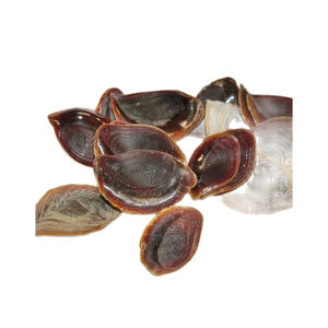 Seashell operculum natural <b>marine</b> shells for jewelry and crafts - Product Image 1