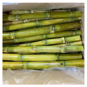 แท่งอ้อยแช่แข็งจากเวียดนามแท่งไม่ใส่สารกันบูดธรรมชาติ100เปอร์เซ็นต์สำหรับตลาดส่งออก - Product Image 5