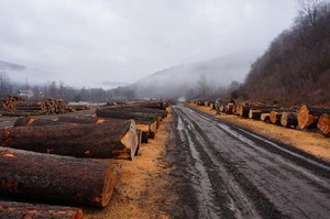 Grumes de cerisier en bois dur de haute qualité pour l'exportation - Product Image 6