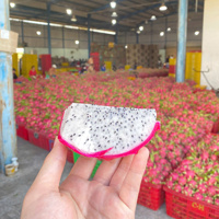 Vietnamese verse drakenvruchten - TECHMIFOOD merk - 100% drakenvruchten - 60 dagen houdbaarheid - Directe levering vanuit Binh Thuan, Vietnam