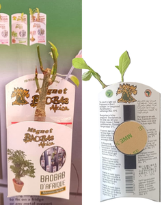 Kit magnétique mini baobab prêt à planter (poudre de baobab, feuilles de baobab, huile de baobab, pulpe de baobab) - Product Image 1