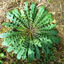 Semi di 500 biologici profumati di montagna erba Hobby semi da giardino