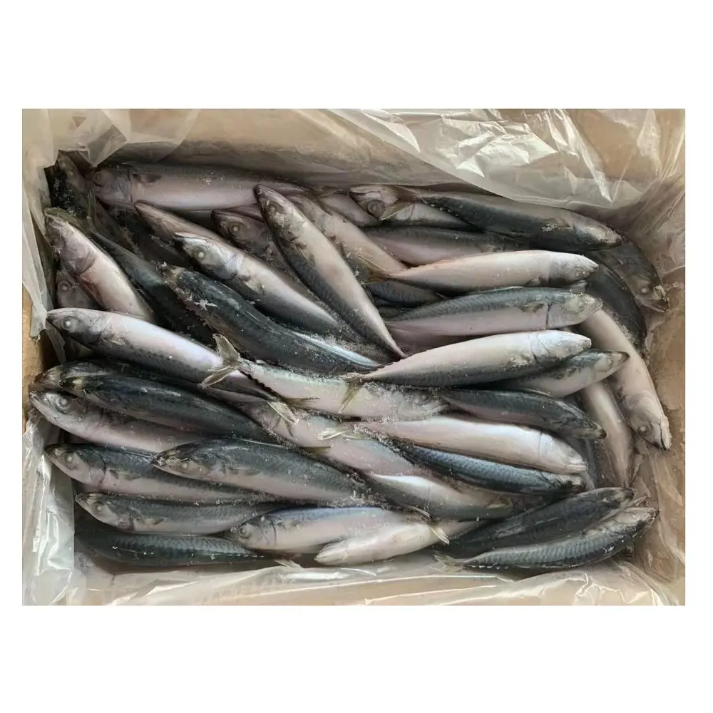 Ikan makarel Pasifik beku lezat 300-500g ukuran dijual harga murah
