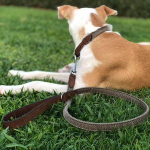 Collier pour chien en cuir de qualité supérieure élégant, finition cloutée, design simple et luxueux, pour petits et grands chiens, durable, respirant, écologique - Product Image 5