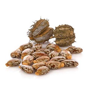 Semillas de ricino de alta calidad/Semillas de ricino naturales de alta calidad baratas - Product Image 3
