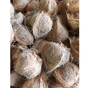 Noix de coco semi-décortiquée sélectionnée pour sa taille, son poids et sa durabilité convenant au secteur de l'hôtellerie, de l'exportation et du religieux - Product Image 2