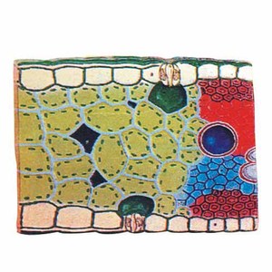 Lá monocot (TS) những chiếc lá xuất hiện trên cây được sản xuất từ hạt với lá mầm đơn như Lúa Mì lúa ngô, v. v. - Product Image 1