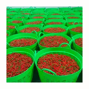 越南种植的新鲜辣椒超热大火辣椒-天然有机越南辣椒低价出售超值