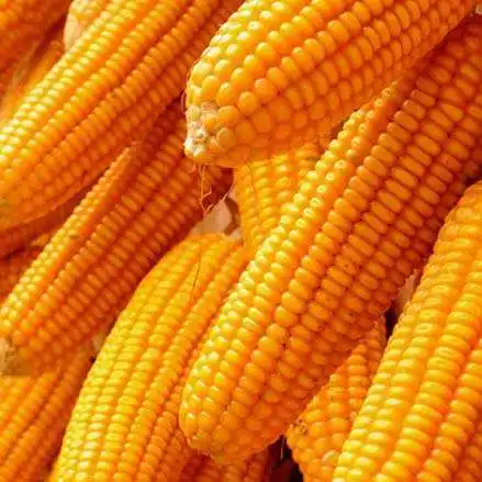 Good quality Big Grains Yellow White Corn/Maize for Animal Feed/Bulk Yellow-White Corn for sale