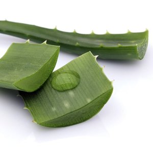 Hojas de ALOE VERA frescas, con alto estándar y precio competitivo de VIETNAM 2022 - Product Image 1